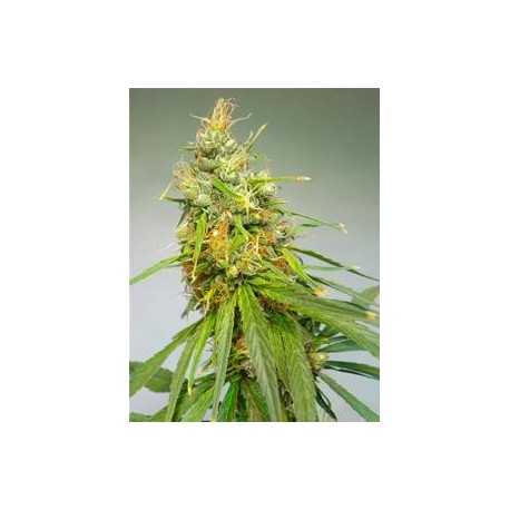 DURBAN * CANNABIOGEN 10 SEMI REG 