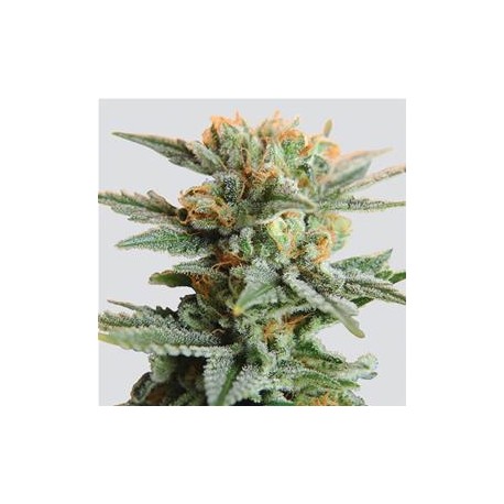 AUTO BLUEBERRY KUSH * NIRVANA FEMINIZED 3 SEMI FEM