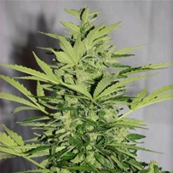 AUTO SUPREME CBD LEMON OG * NIRVANA FEMINIZED 3 SEMI FEM