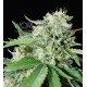 BRAZIL AMAZONIA * WORLD OF SEEDS 7 SEMI FEM 