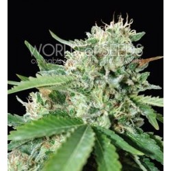 BRAZIL AMAZONIA * WORLD OF SEEDS 7 SEMI FEM 