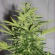 AUTO SUPREME CBD LEMON OG * NIRVANA FEMINIZED 10 SEMI FEM