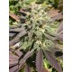 CBD WARLOCK * SERIOUS SEEDS 6 SEMI FEM