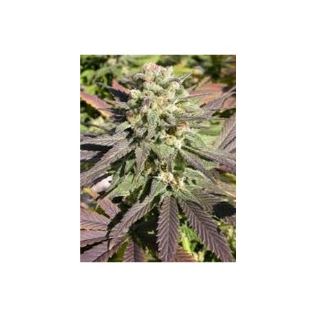 CBD WARLOCK * SERIOUS SEEDS 6 SEMI FEM