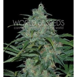 WILD THAILAND * WORLD OF SEEDS 12 SEMI FEM 