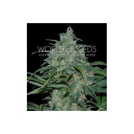 WILD THAILAND * WORLD OF SEEDS 12 SEMI FEM 