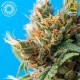 DURBAN PUNCH * TROPICAL SEEDS 5 SEMI REG