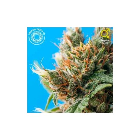 DURBAN PUNCH * TROPICAL SEEDS 5 SEMI REG