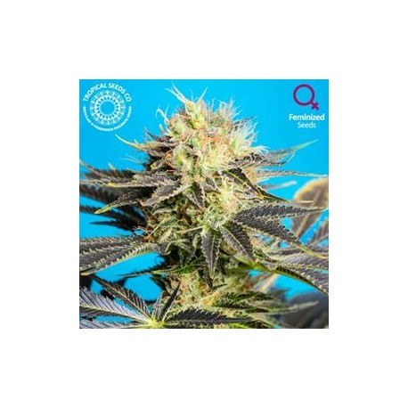 DANDY DANCE CBD * TROPICAL SEEDS 3 SEMI FEM