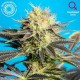 DANDY DANCE CBD * TROPICAL SEEDS 5 SEMI FEM