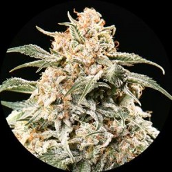 SEMI AUTO MIX * TOP TAO SEEDS 6 SEMI REG