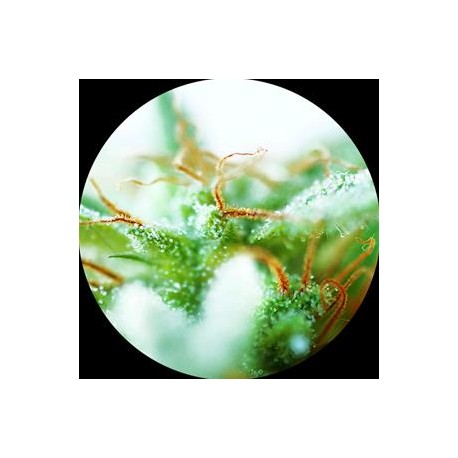 DR. TAO SATIVA NON FEMMINIZZATO* TOP TAO SEEDS 5 SEMI REG