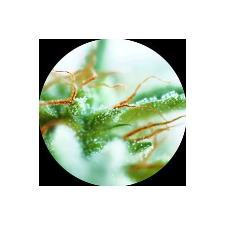 EARLY SATIVA * TOP TAO SEEDS 10 SEMI REG