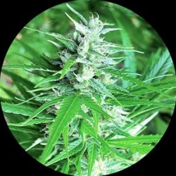 HAZE AUTO TAO NON FEMMINIZZATO* TOP TAO SEEDS 10 SEMI REG