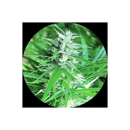 HAZE AUTO TAO NON FEMMINIZZATO* TOP TAO SEEDS 10 SEMI REG