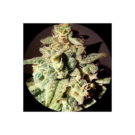 MICRON AUTO TAO NON FEMMINIZZATO* TOP TAO SEEDS 10 SEMI REG