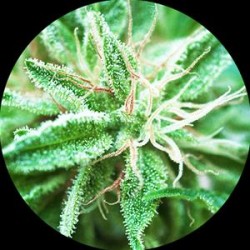 SATIVA SAMADHI * TOP TAO SEEDS 10 SEMI REG