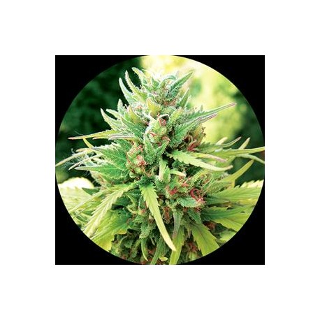 TAOMATIC NON FEMMINIZZATO* TOP TAO SEEDS 10 SEMI REG