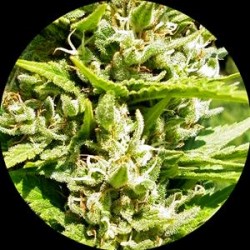 OUTDOOR MIX CLASSIC * TOP TAO SEEDS 6 SEMI REG