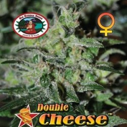 DOUBLE CHEESE * BIG BUDDHA 5 SEMI FEM 