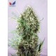 JACK DIESEL CBD * POSITRONICS FEMINIZED 5 SEMI