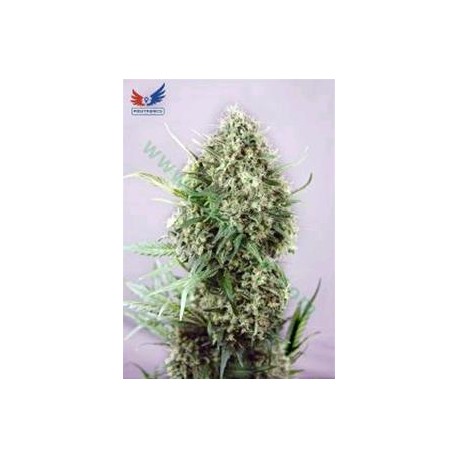 JACK DIESEL CBD * POSITRONICS FEMINIZED 5 SEMI