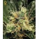 PURE KUSH * GREEN HOUSE FEMINIZED 10 SEMI 