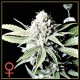 GREAT WHITE SHARK * GREEN HOUSE FEMINIZED 3 SEMI 