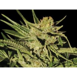 EGARSHARK * EXCLUSIVE SEEDS 3 SEMI FEM 