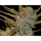 OXUS * EXCLUSIVE SEEDS 3 SEMI FEM 