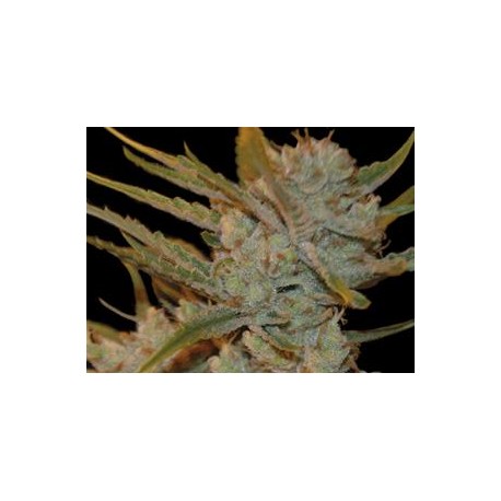 OXUS * EXCLUSIVE SEEDS 3 SEMI FEM 