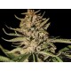 KUSH EXCLUSIVE * EXCLUSIVE SEEDS 3 SEMI FEM 