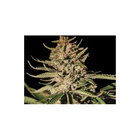 KUSH EXCLUSIVE * EXCLUSIVE SEEDS 3 SEMI FEM 