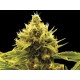 CHEESE X CRITICAL * EXCLUSIVE SEEDS 3 SEMI FEM 