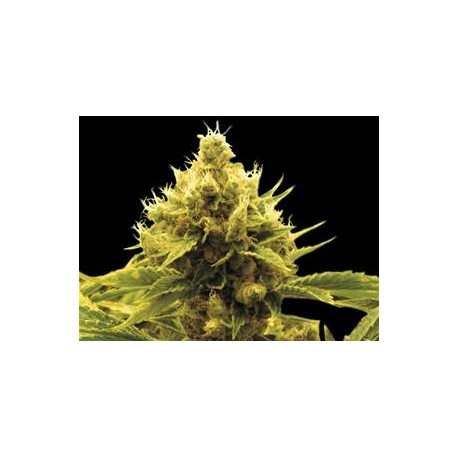 CHEESE X CRITICAL * EXCLUSIVE SEEDS 3 SEMI FEM 