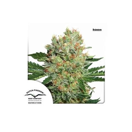 BRAINSTORM ® * DUTCH PASSION 3 SEMI FEM