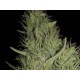 AMNESIA * EXCLUSIVE SEEDS 3 SEMI FEM 