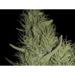 AMNESIA * EXCLUSIVE SEEDS 3 SEMI FEM 