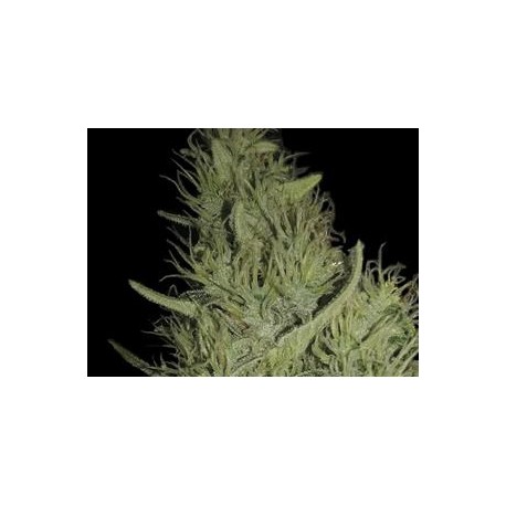 AMNESIA * EXCLUSIVE SEEDS 3 SEMI FEM 