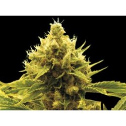 CHEESE X CRITICAL * EXCLUSIVE SEEDS 1 SEME FEM 