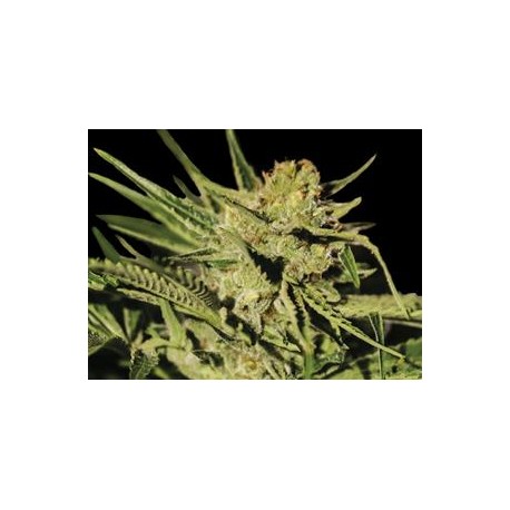 EGARSHARK * EXCLUSIVE SEEDS 1 SEME FEM 