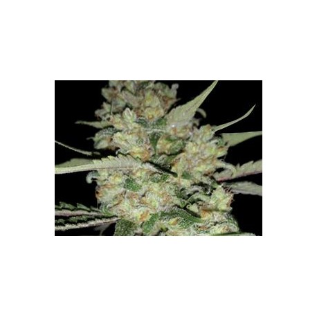 CRITICAL * EXCLUSIVE SEEDS 5 SEMI FEM 