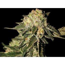 SUPER MANDARINA * EXCLUSIVE SEEDS 3 SEMI FEM 