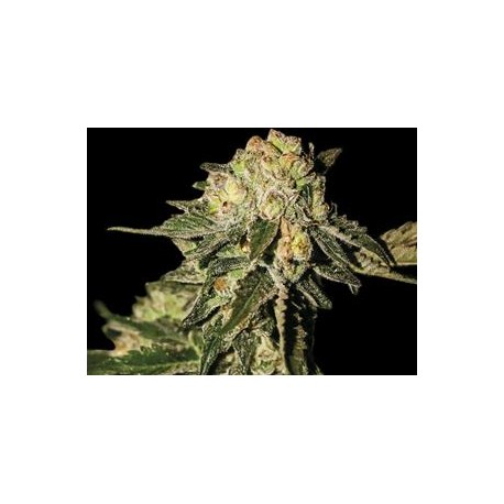 SUPER MANDARINA * EXCLUSIVE SEEDS 3 SEMI FEM 