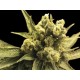 NEMO * EXCLUSIVE SEEDS 3 SEMI FEM 