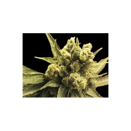 NEMO * EXCLUSIVE SEEDS 3 SEMI FEM 