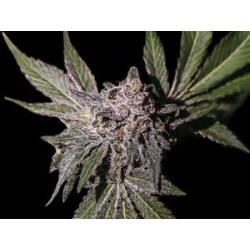 LIMON HAZE * EXCLUSIVE SEEDS 3 SEMI FEM 