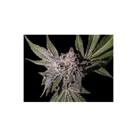 LIMON HAZE * EXCLUSIVE SEEDS 3 SEMI FEM 