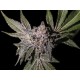 LIMON HAZE * EXCLUSIVE SEEDS 1 SEME FEM 