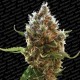 LUCID BOLT * PARADISE SEEDS FEMINIZED 10 SEMI 